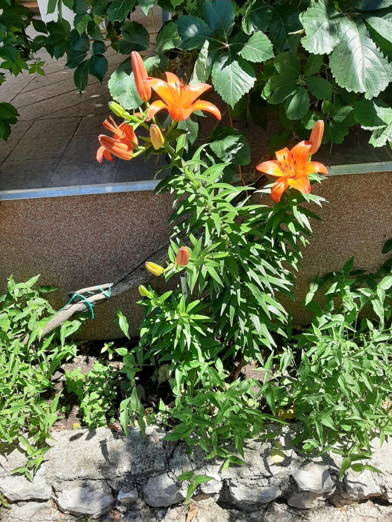 Apartmani Marija Povljana Chambre photo