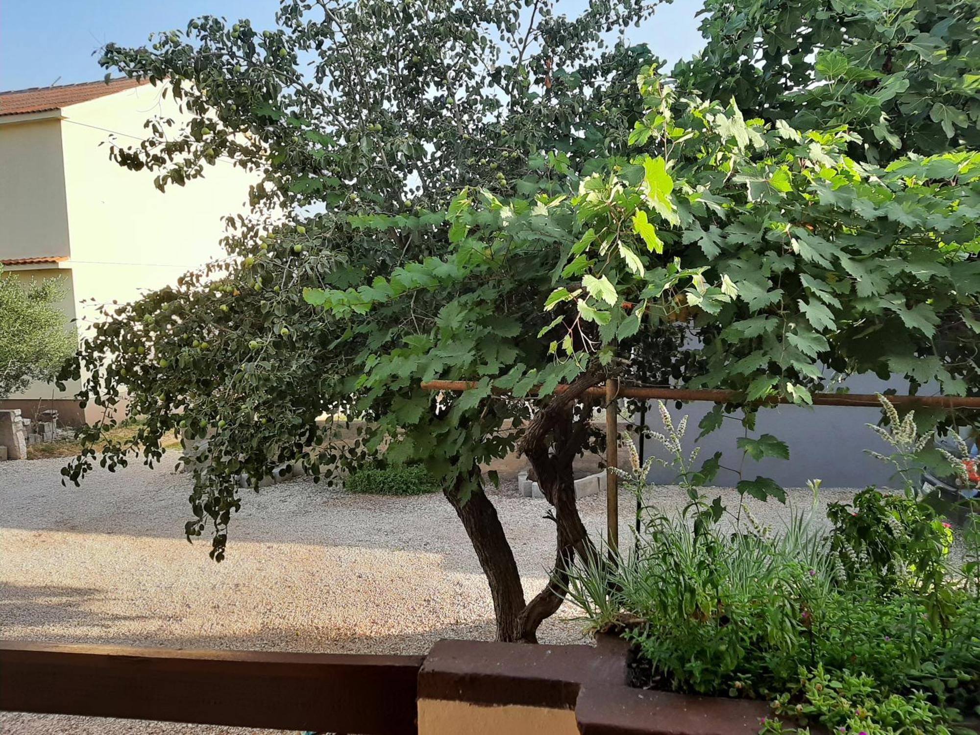 Apartmani Marija Povljana Chambre photo
